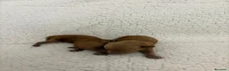 Caniche Toy perros en venta: Caniche toy linea asiática  - Anuncio 1