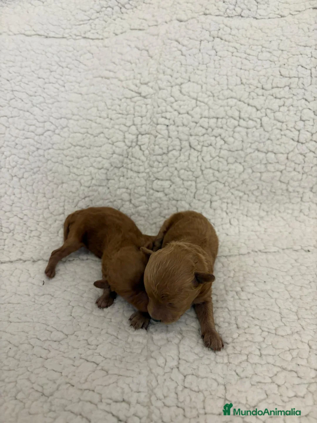 Caniche Toy perros en venta: Caniche toy linea asiática  - Anuncio 1
