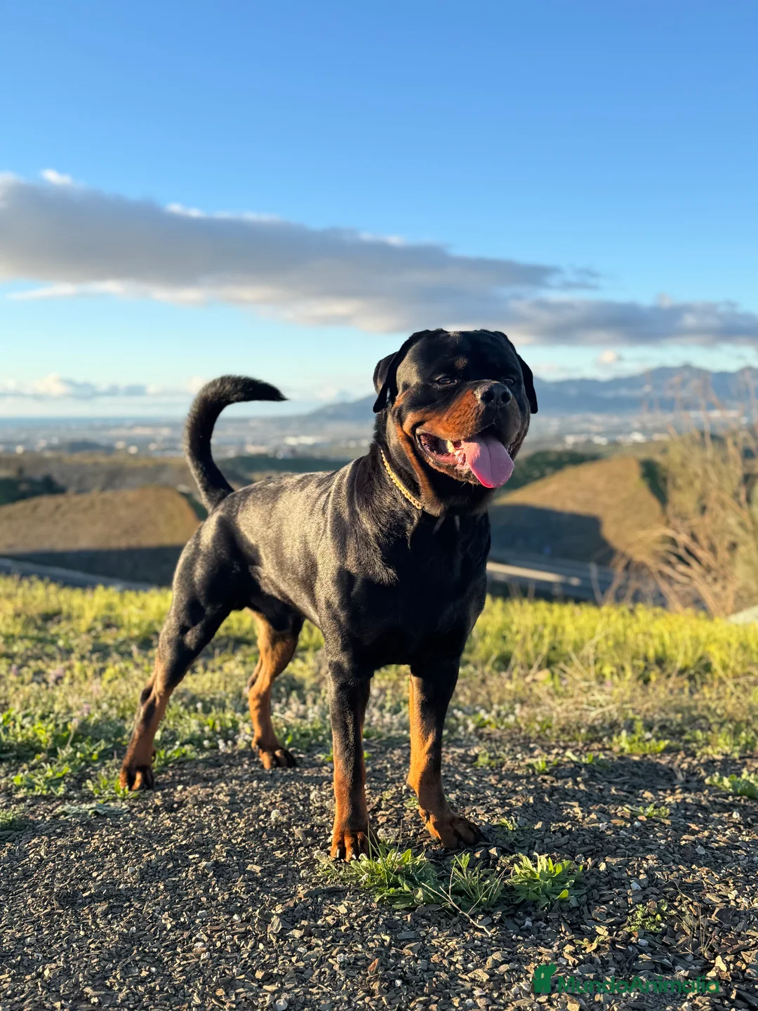 Rottweiler perros para monta: ROTTWEILER - Anuncio 11