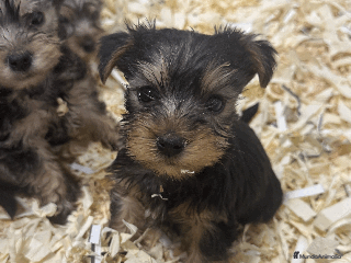 Yorkshire Terrier perros en Madrid - Anuncio 5