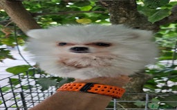 Pomerania perros en venta: Lulú de pomerania  en Cádiz - Imagen 13