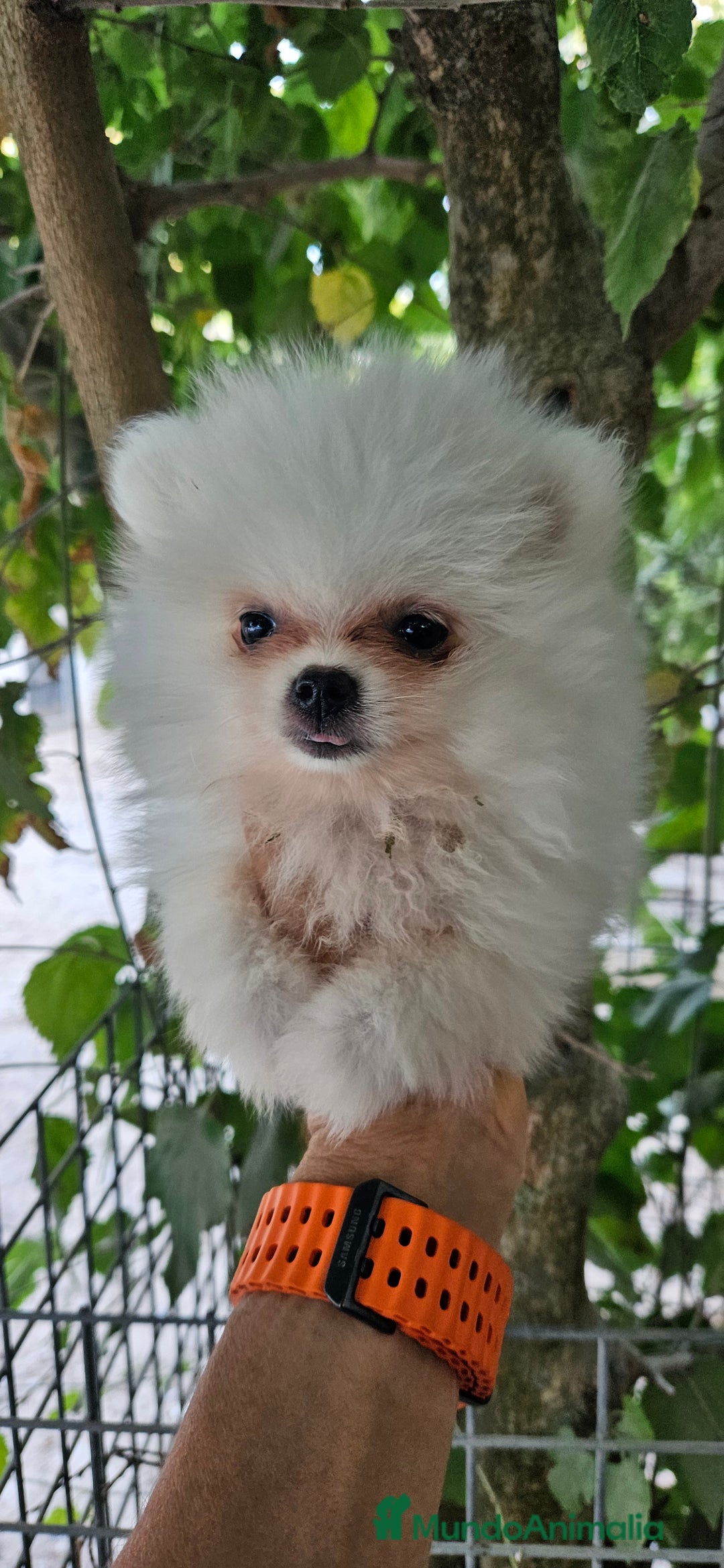 Pomerania perros en venta: Lulú de pomerania  en Cádiz - Imagen 13