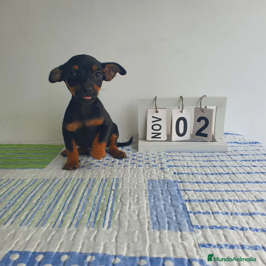 Pinscher Miniatura perros en venta: Pincher miniatura  - Anuncio 4