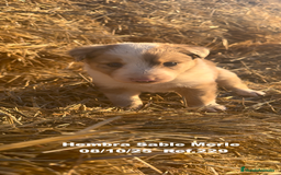 Border Collie perros en venta: BORDER COLLIE Sable Merle - Imagen 11