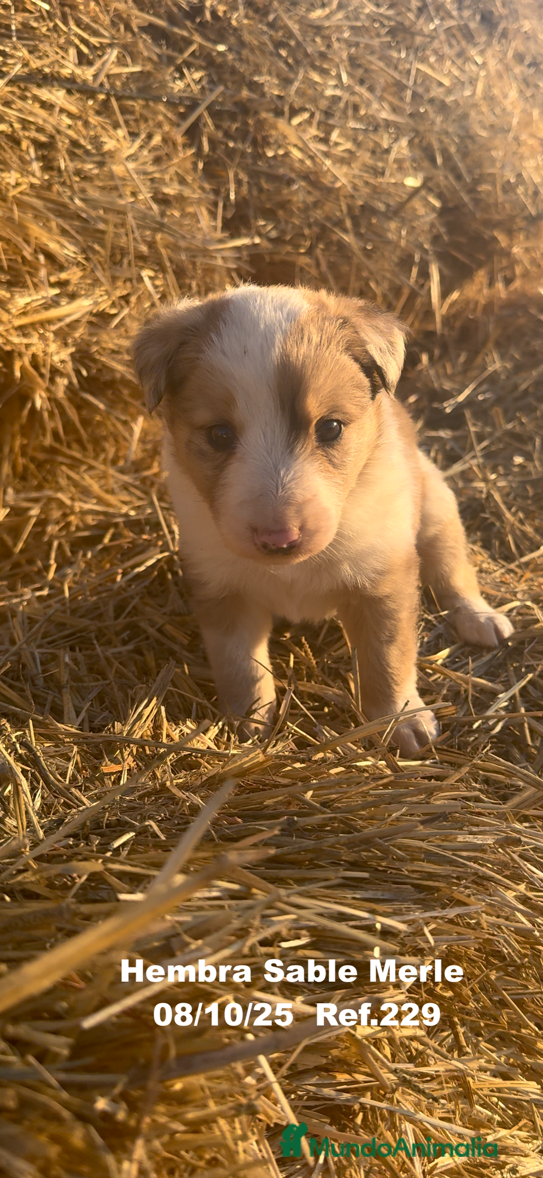 Border Collie perros en venta: BORDER COLLIE Sable Merle - Imagen 11