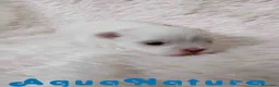Bichón Maltés perros en venta: Bichon Maltes Hembra de Cora y Boris AQUANATURA - Anuncio 3