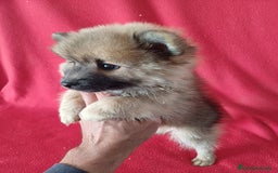 Pomerania perros en venta: Pomerania Standar  - Imagen 2