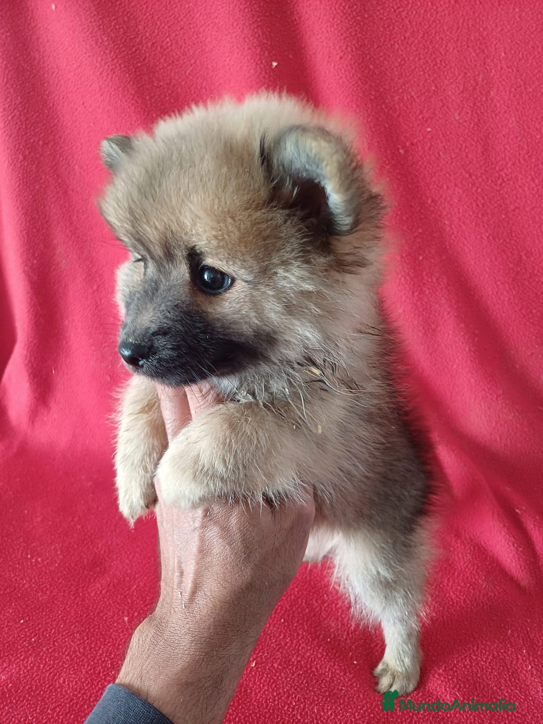 Pomerania perros en venta: Pomerania Standar  - Imagen 2
