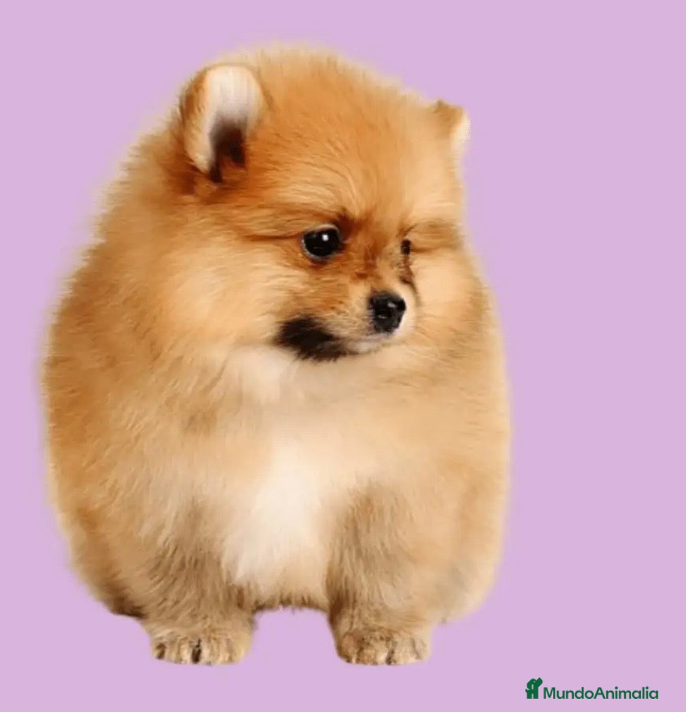 Pomerania perros Pomerania bebé  - Anuncio 2