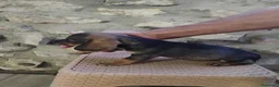 Teckel perros en venta: Teckel pelo duro minis calidad  - Anuncio 2