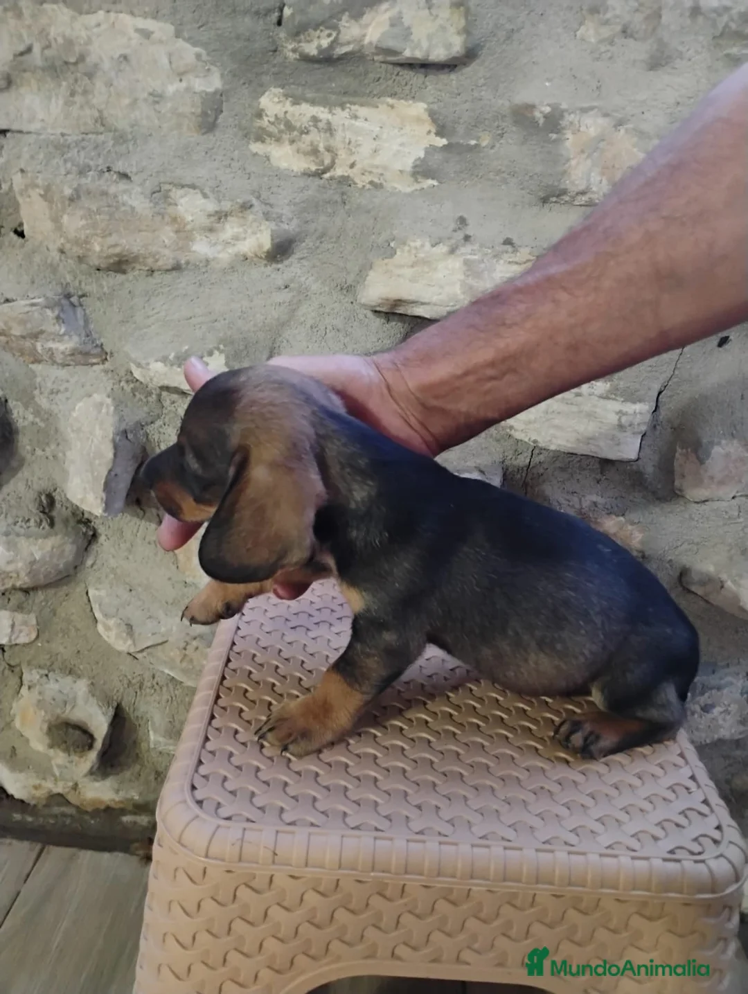 Teckel perros en venta: Teckel pelo duro minis calidad  - Anuncio 2
