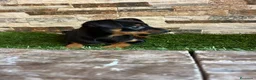 Ratón de Praga perros en venta: Ratón de praga - Anuncio 2