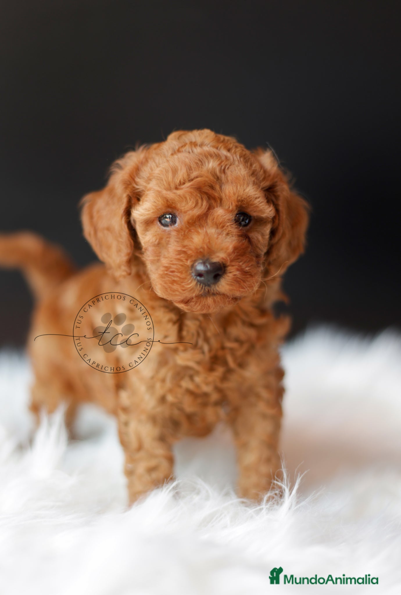 Caniche Toy perros Caniche toy roja - Anuncio 2