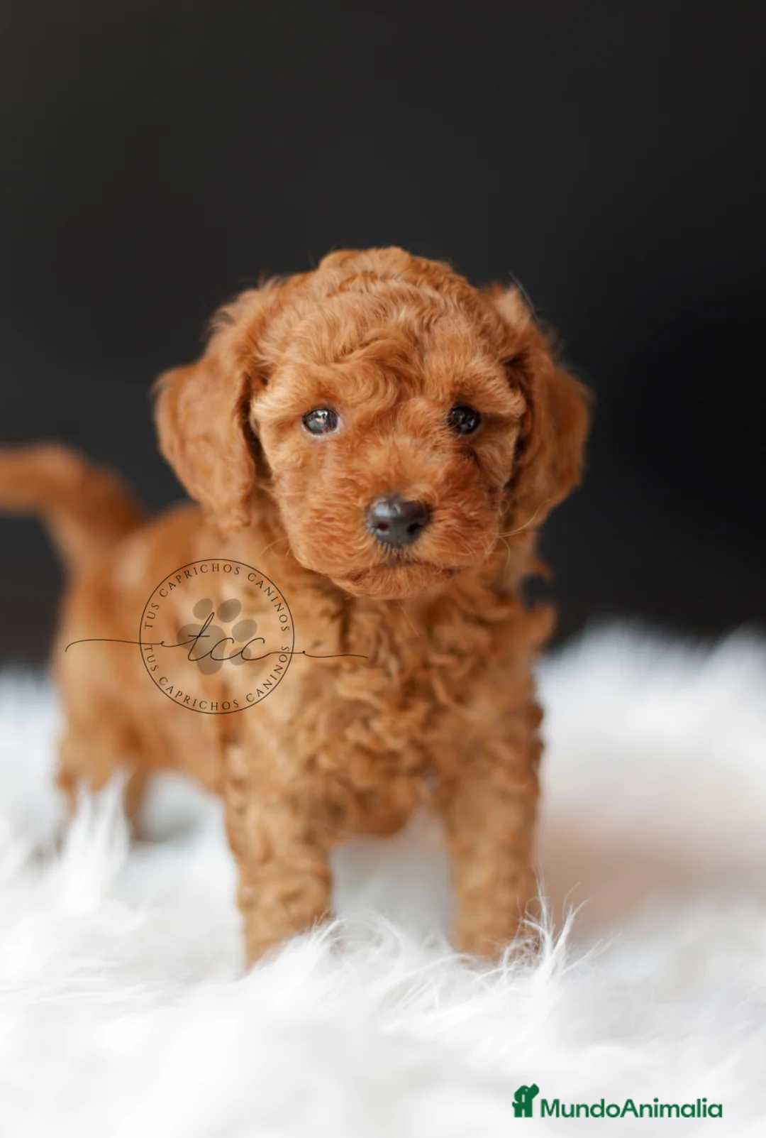 Caniche Toy perros en venta: Caniche toy roja - Anuncio 1