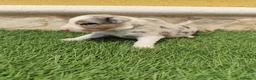 Border Collie perros en venta: Border collie merle choco en Valencia - Anuncio 31