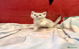 Británico de Pelo Corto gatos en venta: British Silver Shaded Negro - Imagen 5