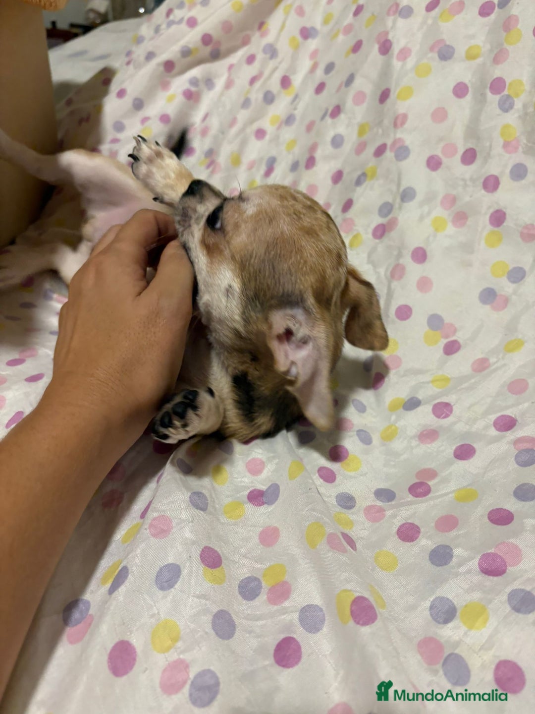 Chihuahua perros en venta: Chihuahua toy merle  - Imagen 5