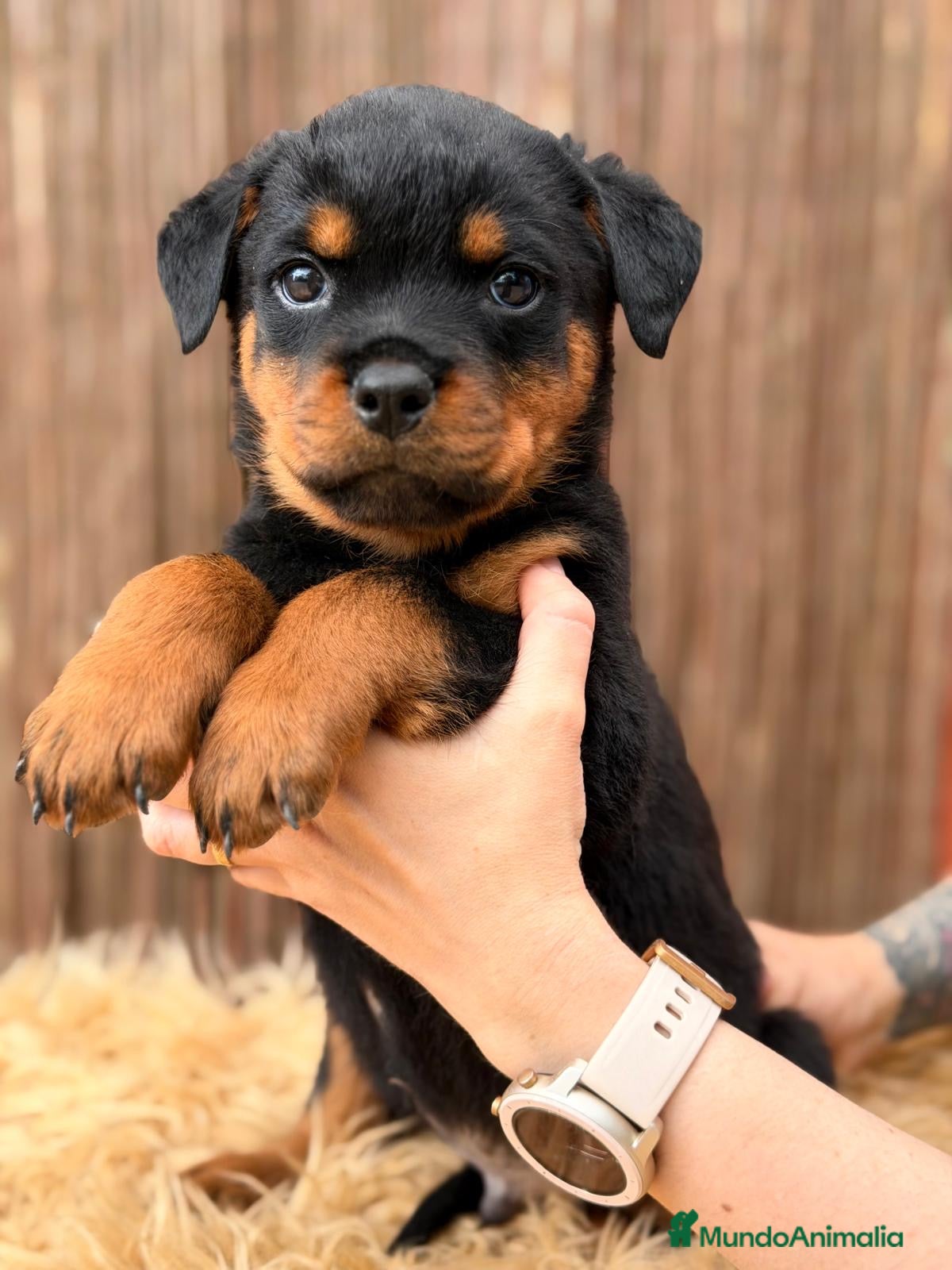 Rottweiler perros ROTTWEILER ALEMÁN DISPONIBLES - Anuncio 2