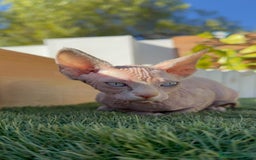 Sphynx gatos en venta: GATITAS SPHYNX - Anuncio 25