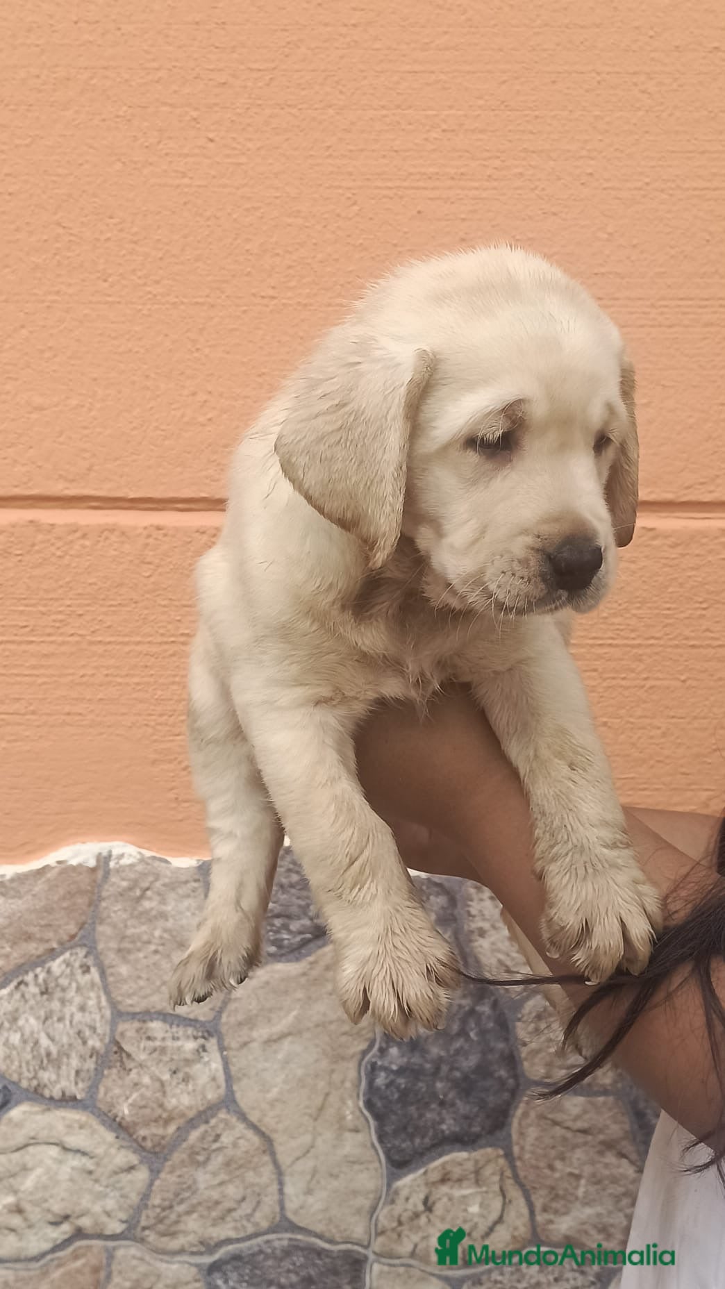 Labrador Retriever perros Cachorros labrador retriever🐶🐾🔥 - Anuncio 2