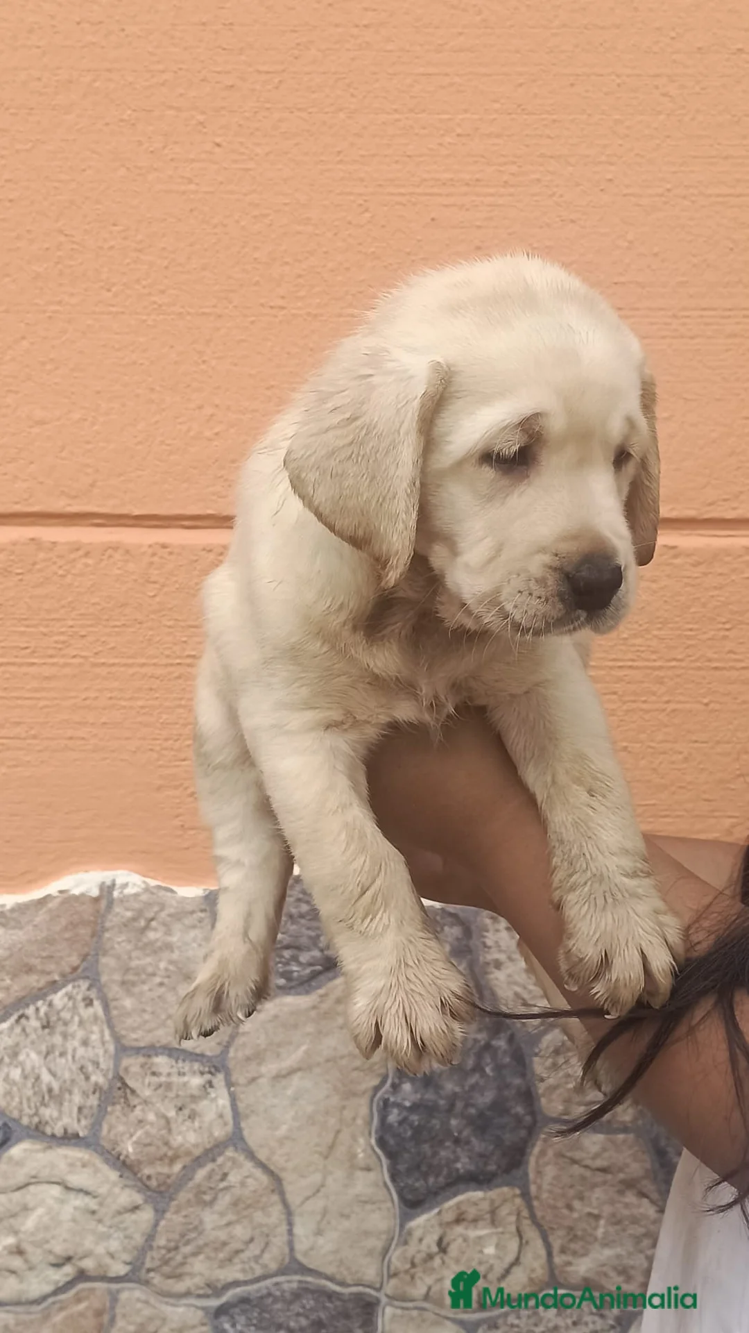 Labrador Retriever perros en venta: Cachorros labrador retriever🐶🐾🔥 en Cádiz - Anuncio 1
