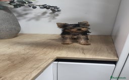 Yorkshire Terrier perros en venta: Macho yorkshire toy - Imagen 5