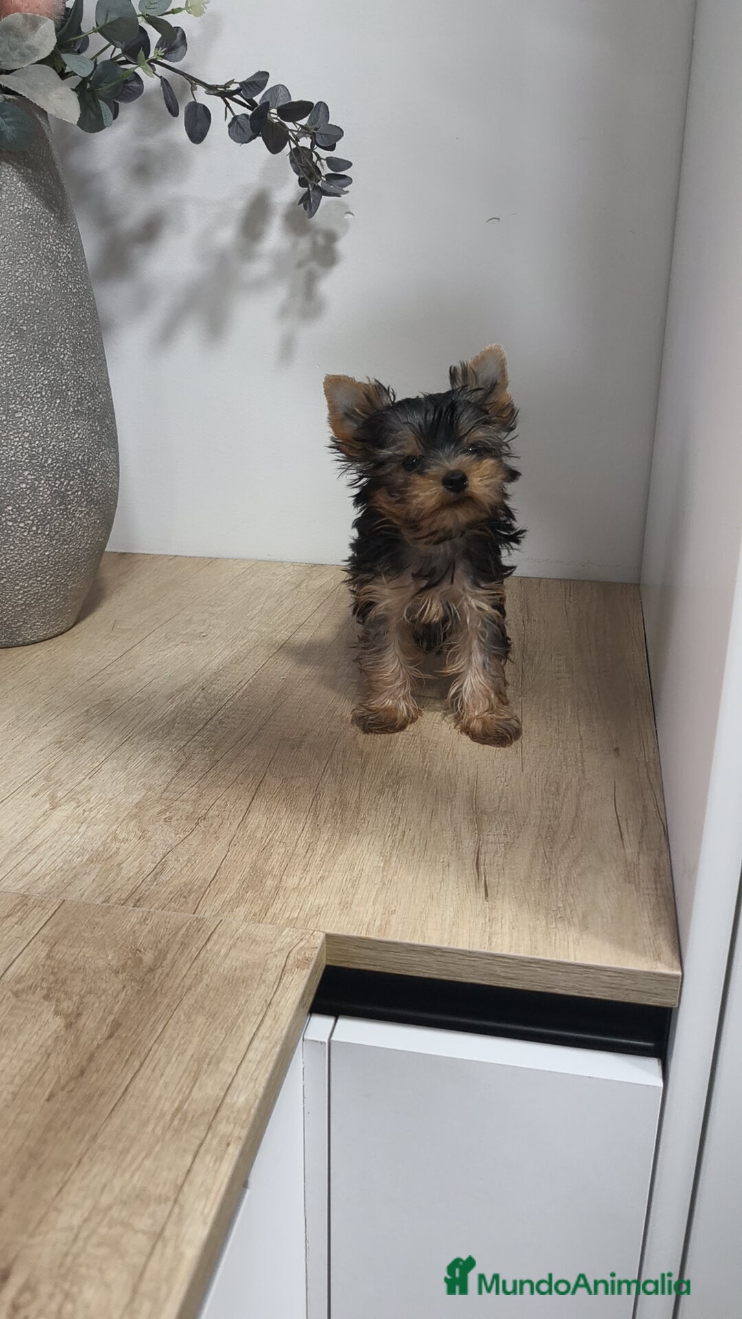 Yorkshire Terrier perros en venta: Macho yorkshire toy - Imagen 5