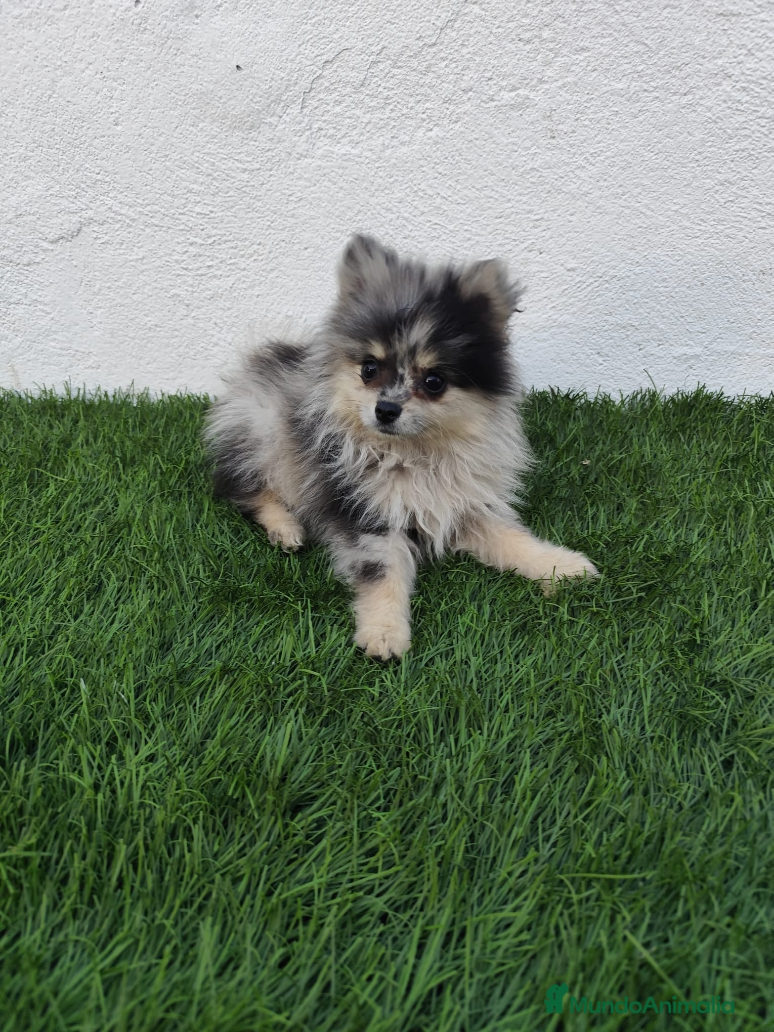 Pomerania perros en venta: Pomerania toy  - Anuncio 10
