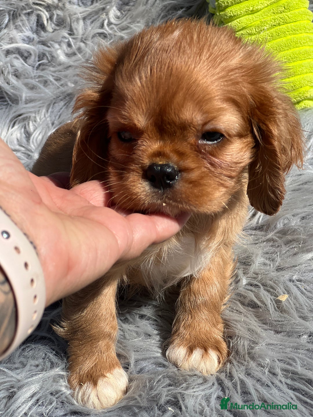 Cavalier King Charles Spaniel perros en venta: Cavalier rubi  - Imagen 2