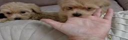 Maltipoo perros en venta: Maltipoo machos  - Anuncio 6