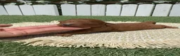 Caniche Toy perros en venta: CANICHE TOY - Anuncio 4