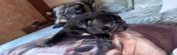 Bulldog Francés perros en venta: Buldog francés  - Anuncio 16