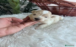 Maltipoo perros en venta: MALTIPOO MACHO - Imagen 10