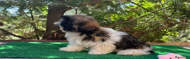 Shih Tzu 2
