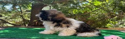 Shih Tzu perros en venta: Shih tzu - Anuncio 6
