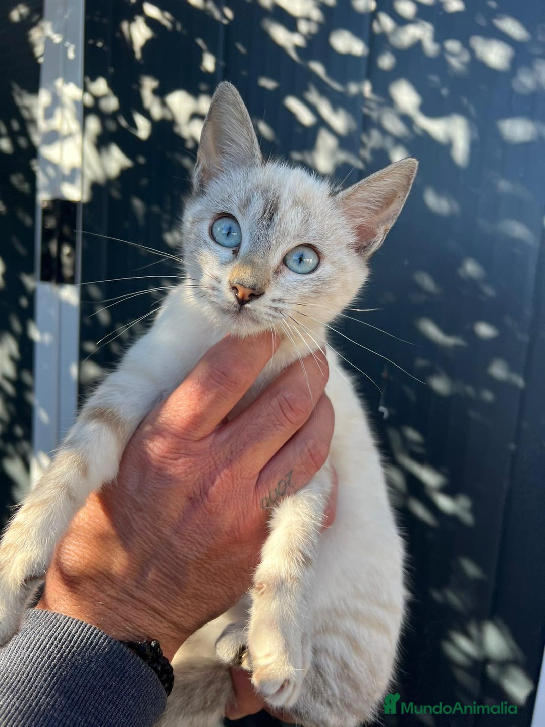 Siamés gatos en venta: SIAMES  - Anuncio 4