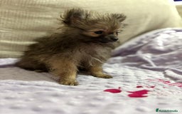 Pomerania perros en venta: Poo pomerania MICRO TOY  - Imagen 3