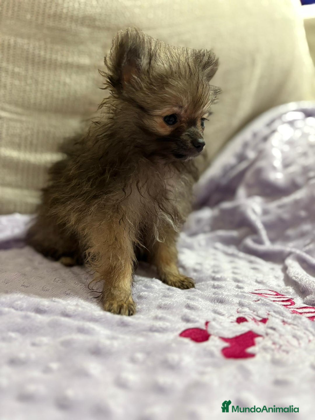 Pomerania perros en venta: Poo pomerania MICRO TOY  - Imagen 3