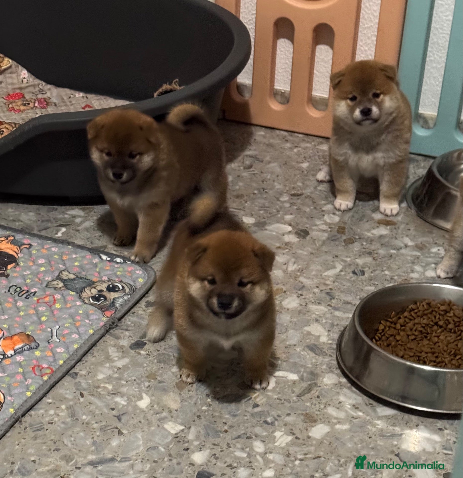 Shiba Inu perros en venta: Shiba Inu - Anuncio 1