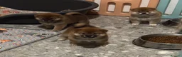Shiba Inu perros en venta: Shiba Inu - Anuncio 1