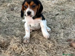 Beagle perros Cachorros Beagle - Anuncio 3