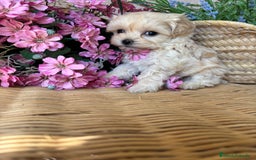 Maltipoo perros en venta: Maltipoo toy hembra (entrega en diciembre) - Imagen 9