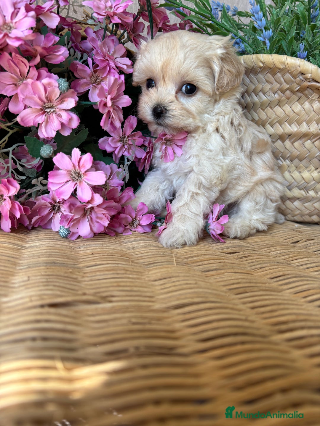 Maltipoo perros en venta: Maltipoo toy hembra (entrega en diciembre) - Imagen 9