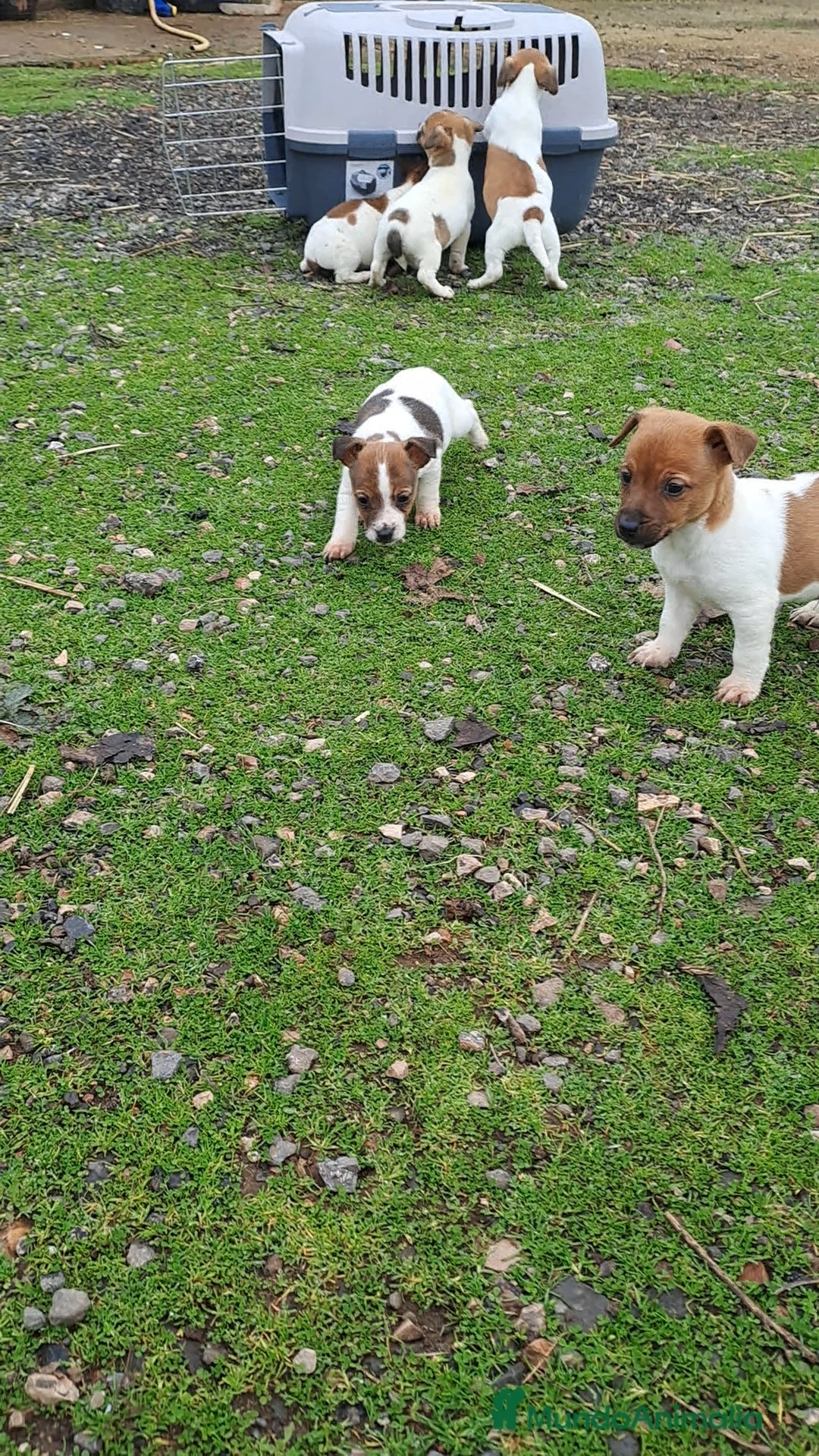 Jack Russell Terrier perros en venta: Jack russell  - Anuncio 4
