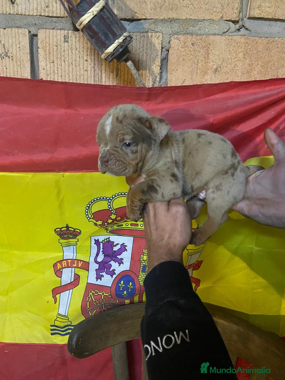 American Bully perros en venta: American bully pocket  - Anuncio 6