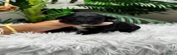 Caniche Toy perros en venta: CANICHE TOY - Anuncio 4