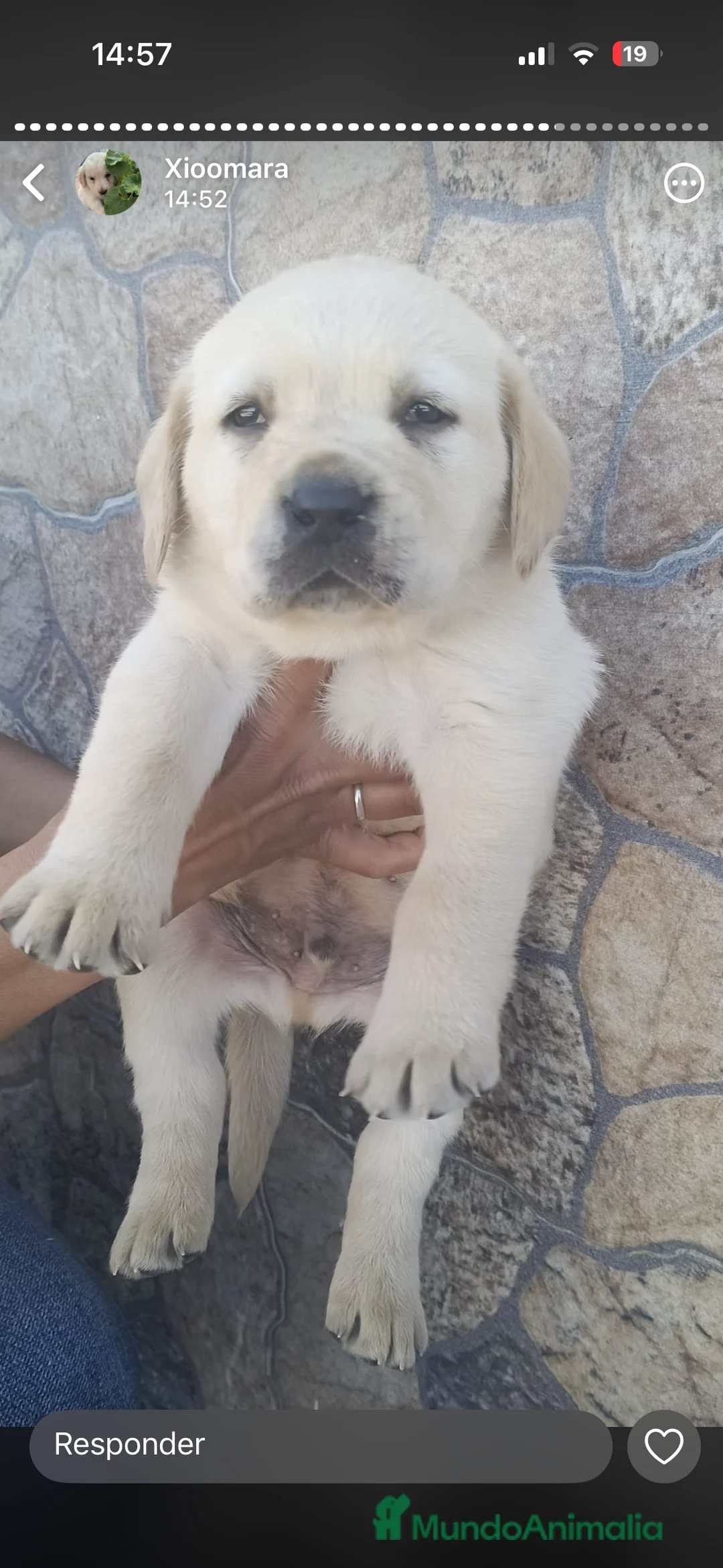 Labrador Retriever perros en venta: Último labrador dorado disponible para entregar  en Sevilla - Anuncio 1