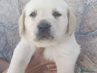 Labrador Retriever perros Último labrador dorado disponible para entregar - Anuncio 2