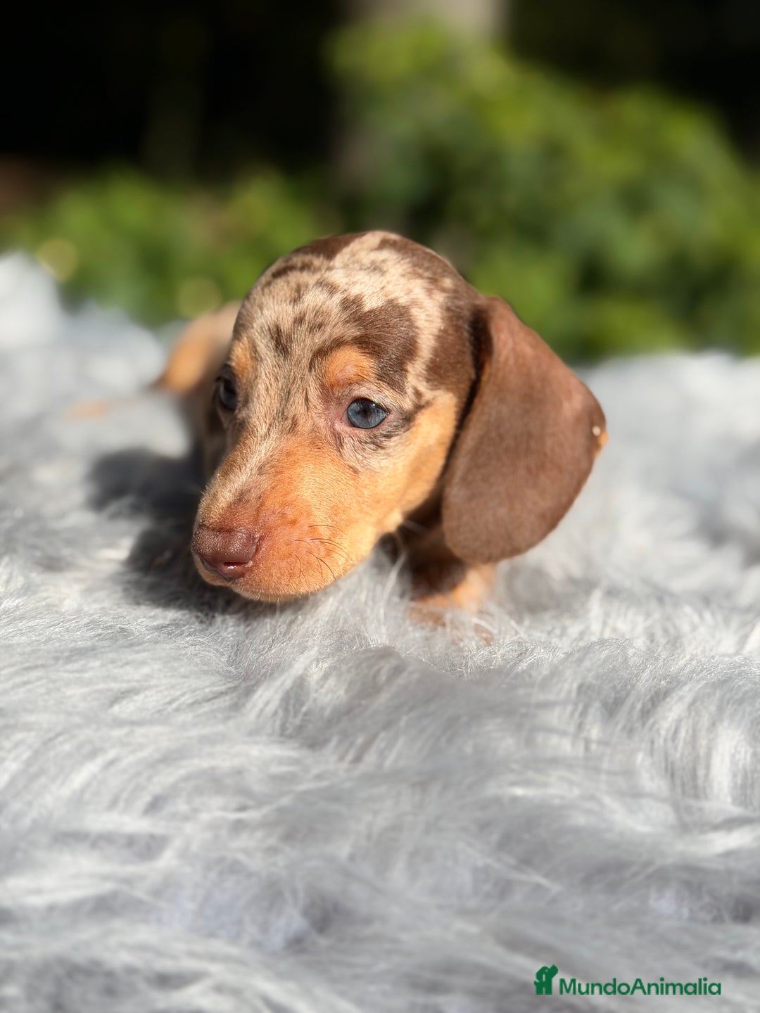 Teckel Miniatura perros en venta: Teckel Arlequin chocolate  - Anuncio 3