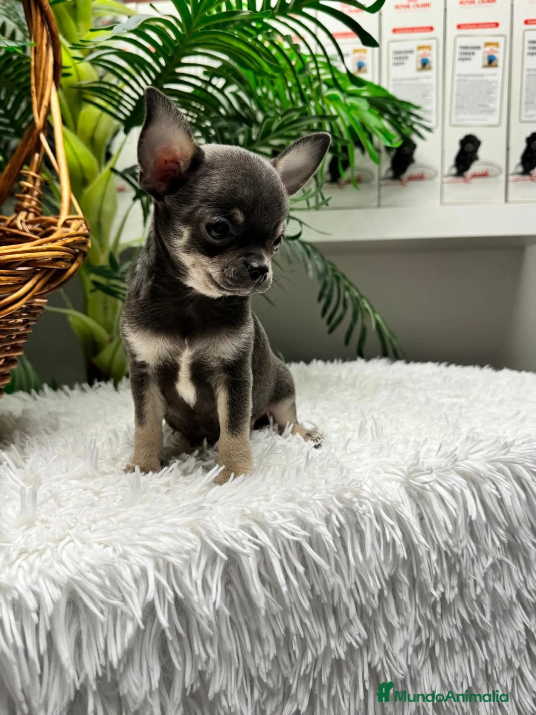 Chihuahua perros en venta: CHIHUAHUA BLUE - Anuncio 2